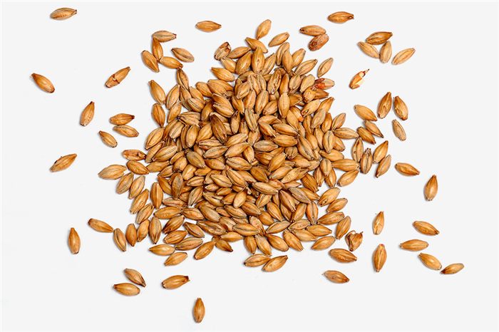 Віденський солод Vienna Malt. Слово «віденський» означає не місце виробництва, а тип солоду. Віденський солод виробляють і в Росії. Фото: Roger Siljander / Shutterstock